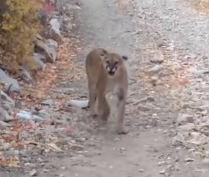 Cougar en pleine chasse Cougar en pleine chasse